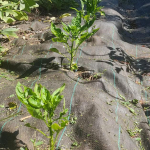 Pepper plants