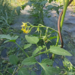 Little tomatoes