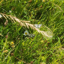 Marbled white butterflies