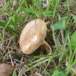 Mushroom 2