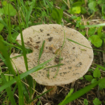 Mushroom 1