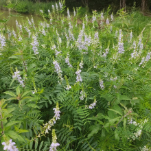 Pretty flowers