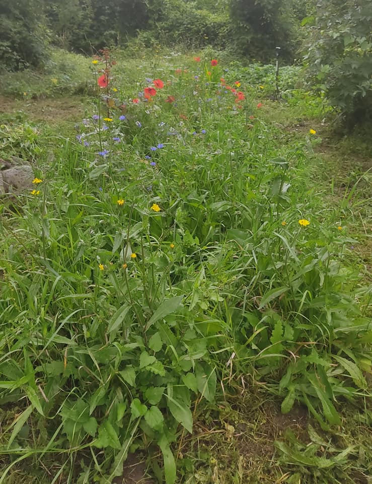 Nascent herbaceous border