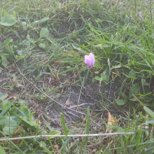 First cyclamen