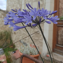 Agapanthus