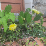 Flowering cactus