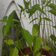 Chilli flowers finally