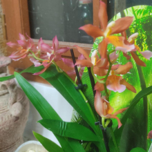 Big posh orchid