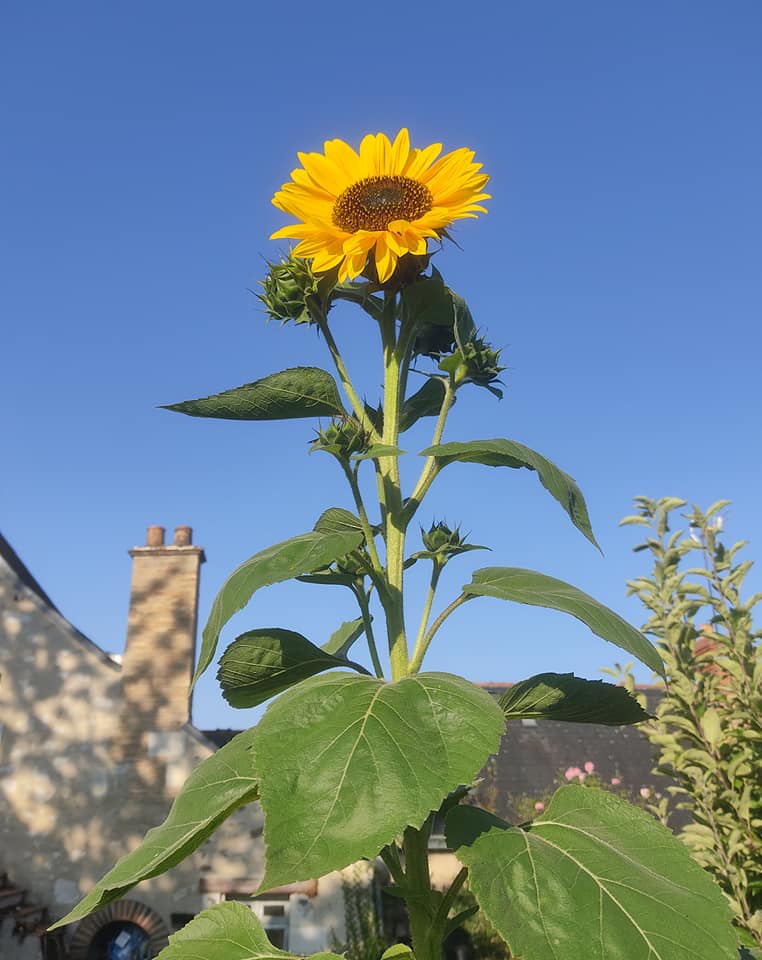 Sun worshipping