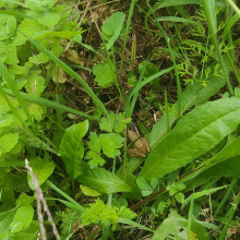 Little garden helper