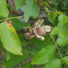 Walnuts getting ready to drop