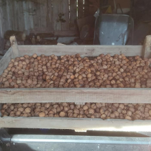 Walnut crop