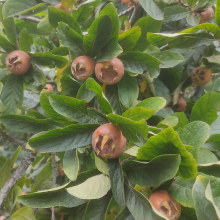 Medlars