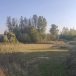 Wildflower meadow ready for winter