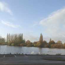Tamworth lake with geese