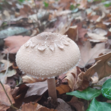 A mushroom