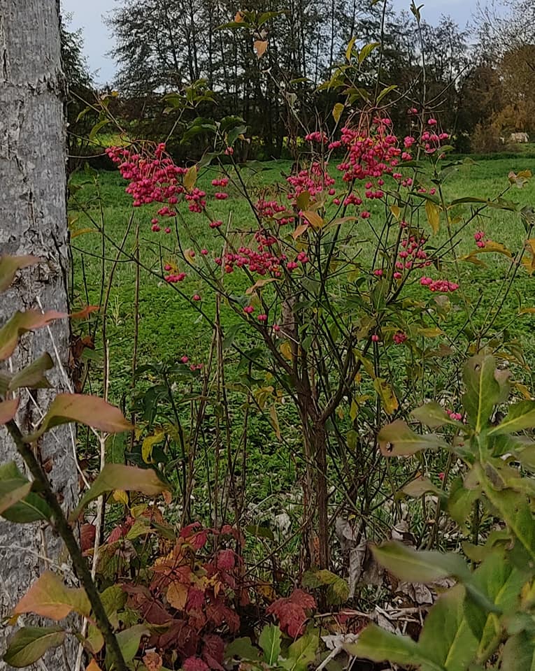 Spindle berries