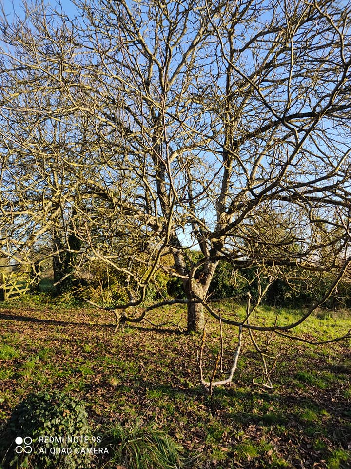 Cat in a tree