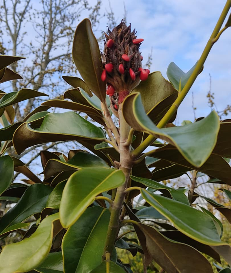 Magnolia grandiflora