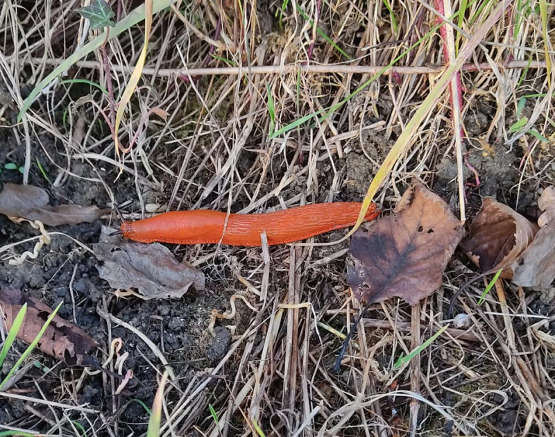 Giant orange slug