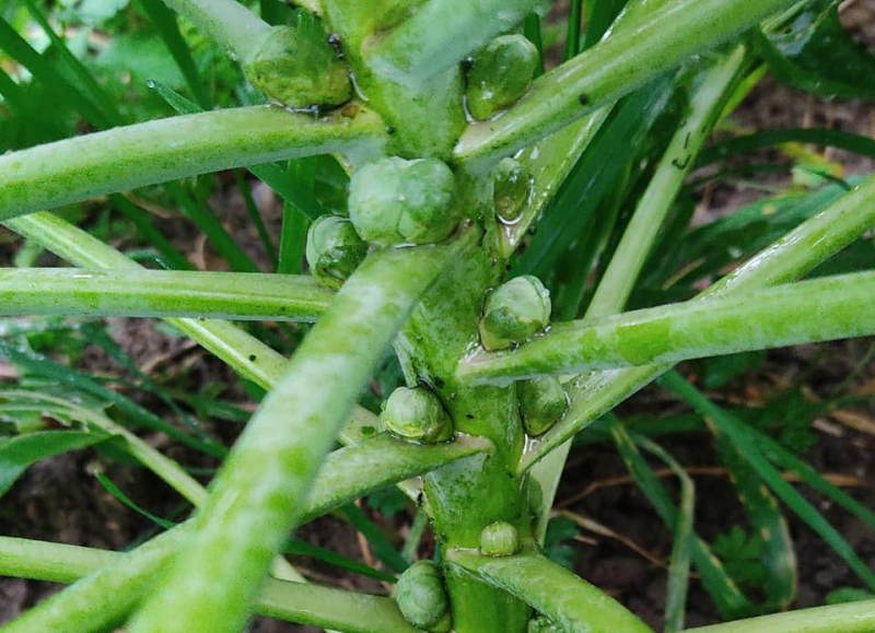 Teeny tiny sprouts