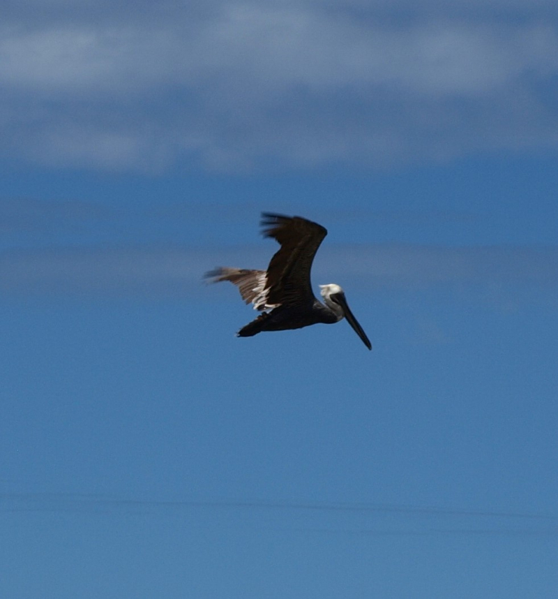 Flying pelican