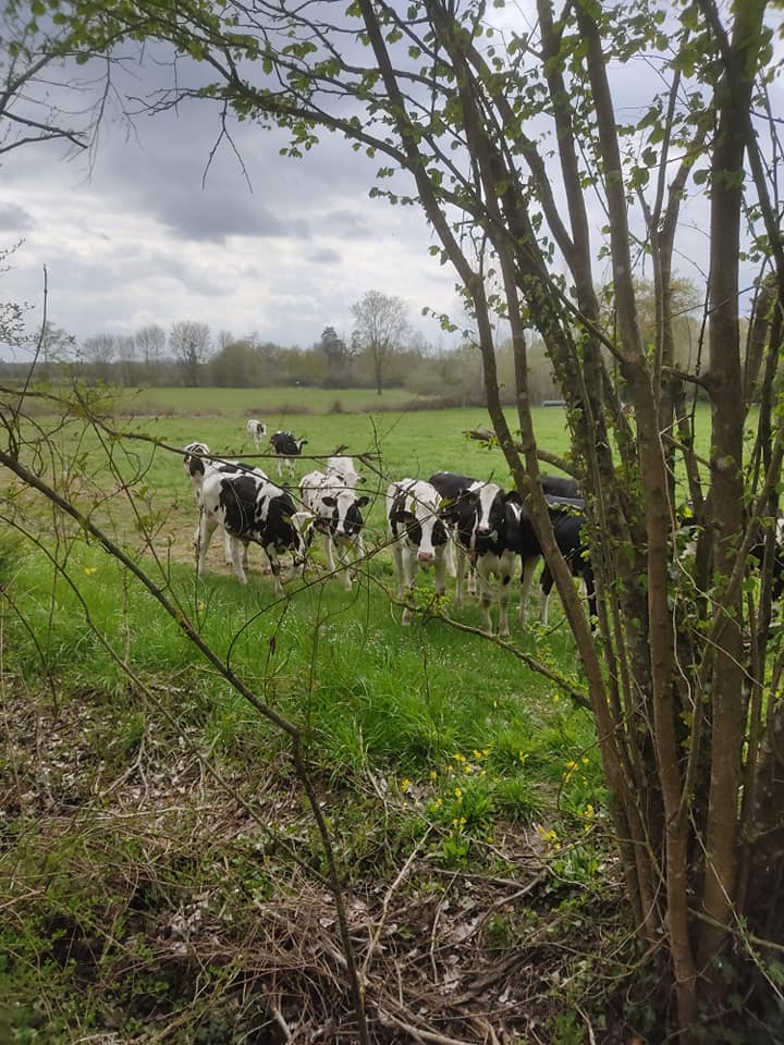 Nosey neighbours