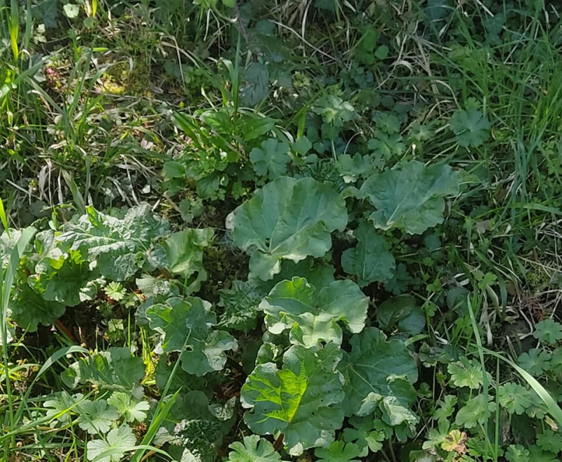 Young rhubarb