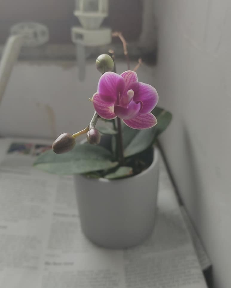 That orchid