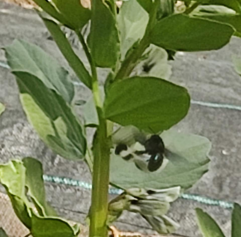 Masonry bee and broad bean flower