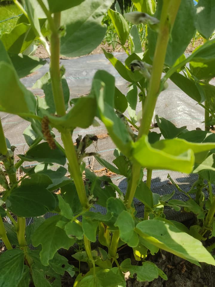 Baby broad beans