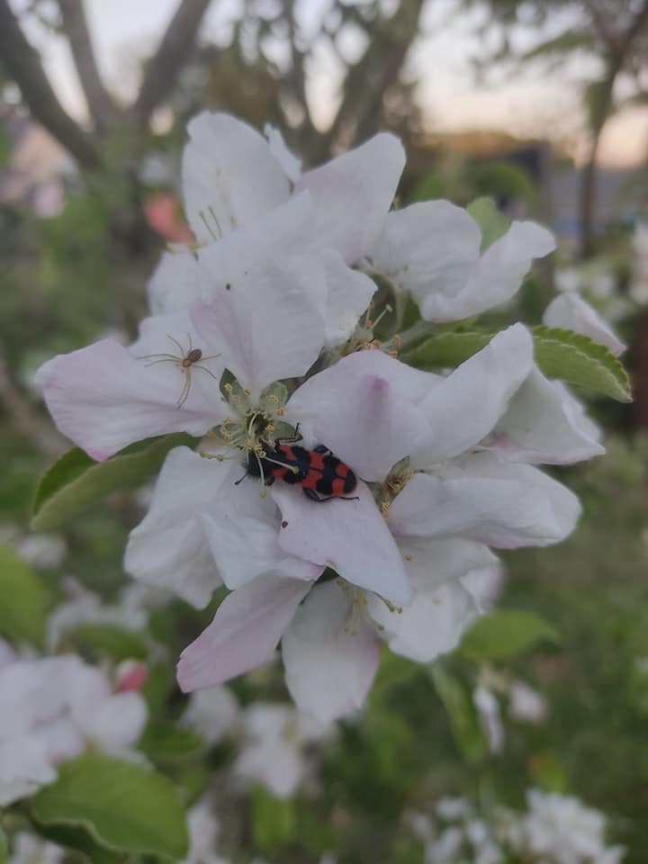 Life on apple blossom