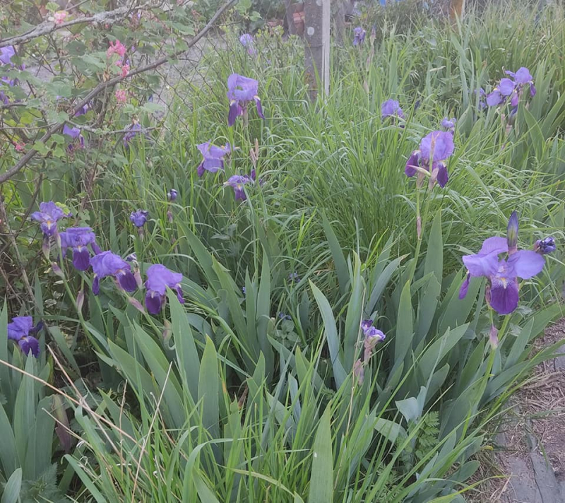 Irises I love them