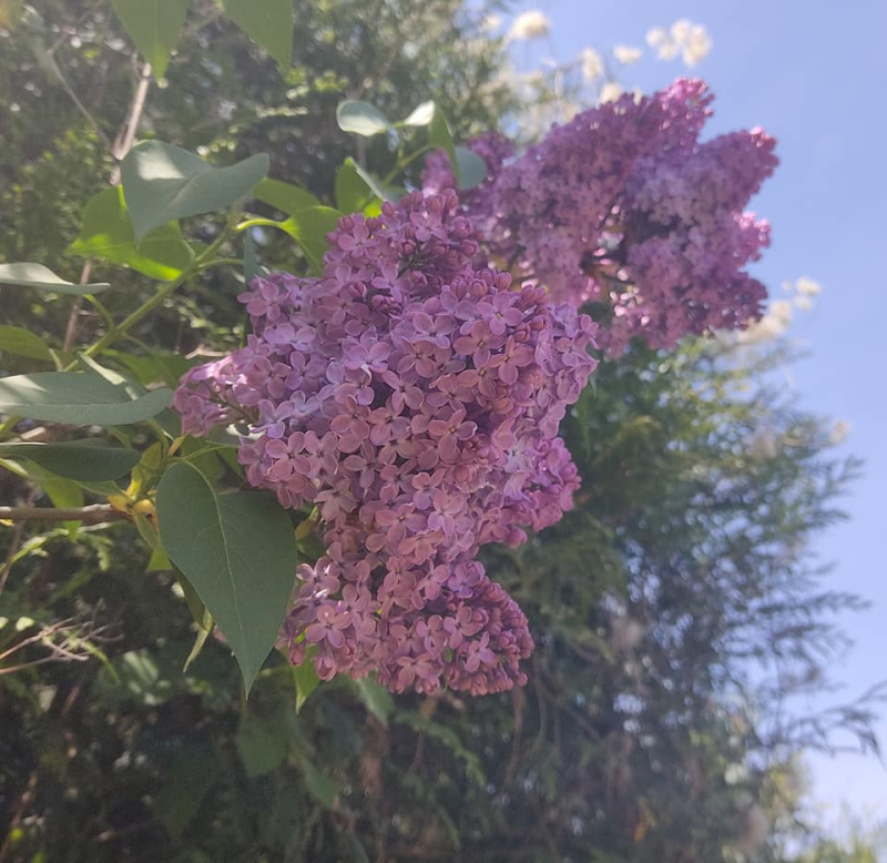 Lovely lilac