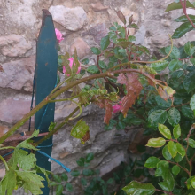 Grape flowers and hail damage