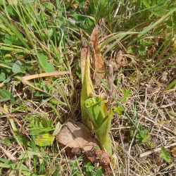 High mown bee orchid