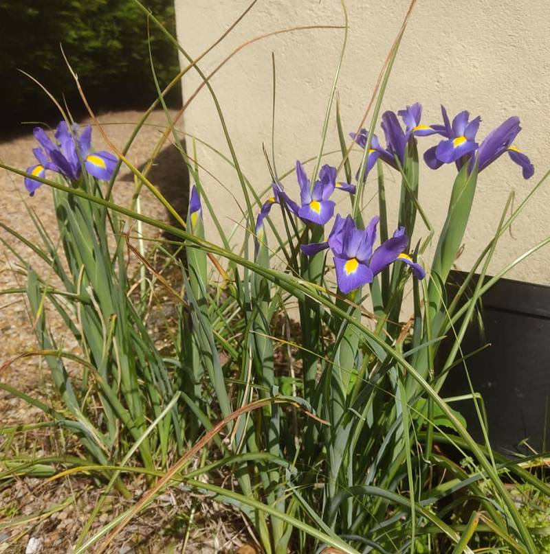 Dutch irises