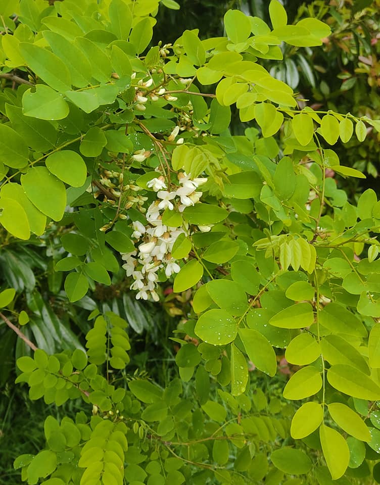 False acacia