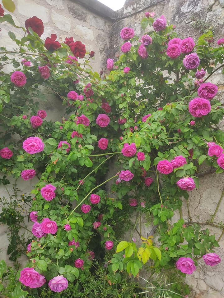 Fragrant pink old rose
