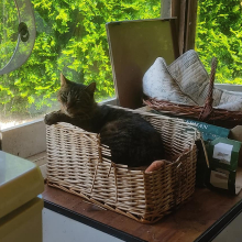 Cat in a basket