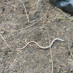 Slow worm