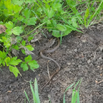 Baby adder 2