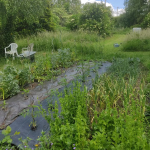 Plot getting lush and straggly