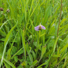 Another bee orchid