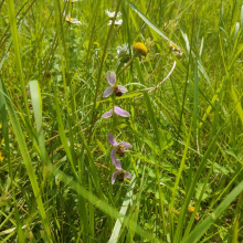 4 flower bee orchid