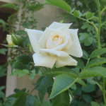 Single white rose