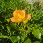 Fergus Orange King rose