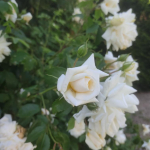 White rose