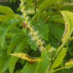 Sweet chestnut flowers