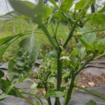 Pepper flowers and fruits